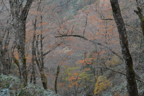 f:id:kurokoshusaru:20171116175850j:image