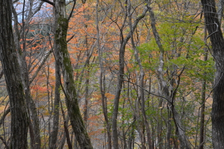 f:id:kurokoshusaru:20171126160905j:image