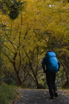 f:id:kurokoshusaru:20171202212459j:image