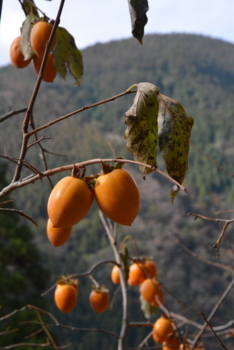 f:id:kurokoshusaru:20171202212515j:image