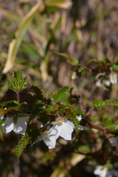 f:id:kurokoshusaru:20180325182032j:image