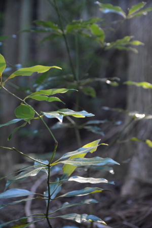 f:id:kurokoshusaru:20180622181523j:image