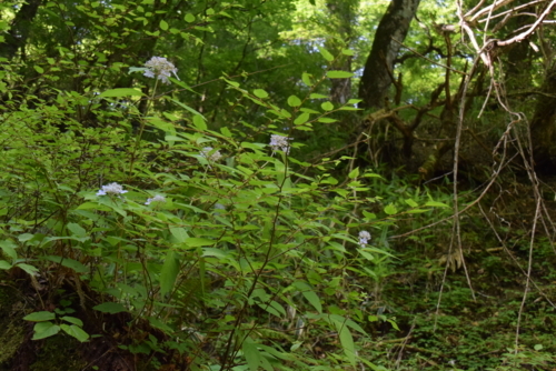 f:id:kurokoshusaru:20180719193258j:image