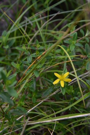 f:id:kurokoshusaru:20180719194054j:image