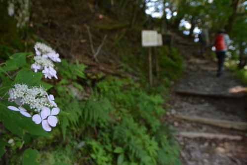 f:id:kurokoshusaru:20180720205344j:image f:id:kurokoshusaru:20180720205344j:image