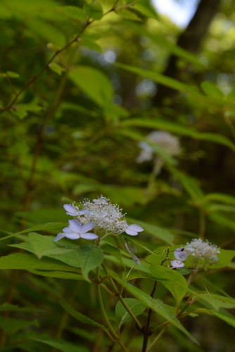 f:id:kurokoshusaru:20180720205907j:image f:id:kurokoshusaru:20180720205907j:image