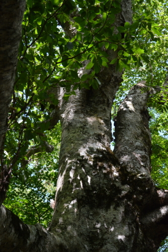 f:id:kurokoshusaru:20180720210518j:image f:id:kurokoshusaru:20180720210518j:image