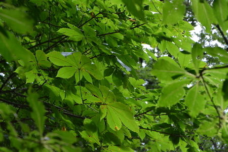 栃の葉