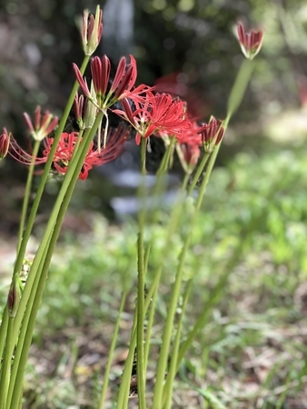 咲き初め彼岸花