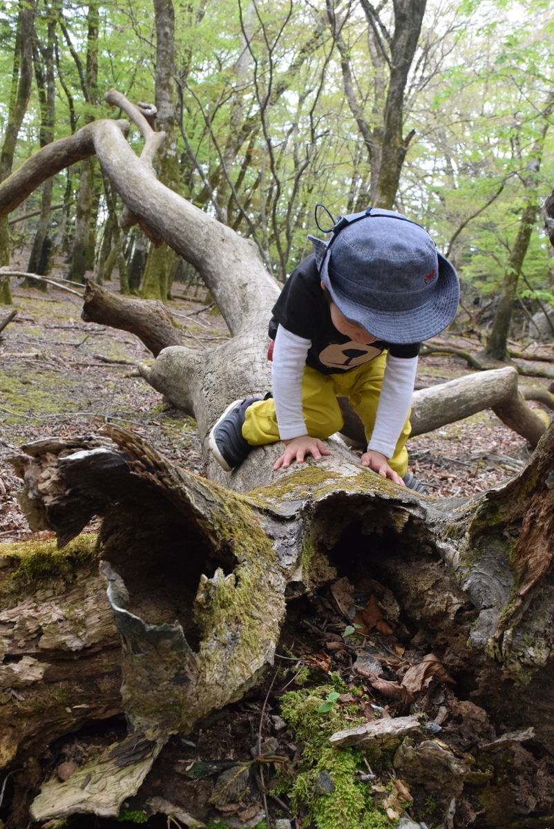 f:id:kurokoshusaru:20190518221746j:plain