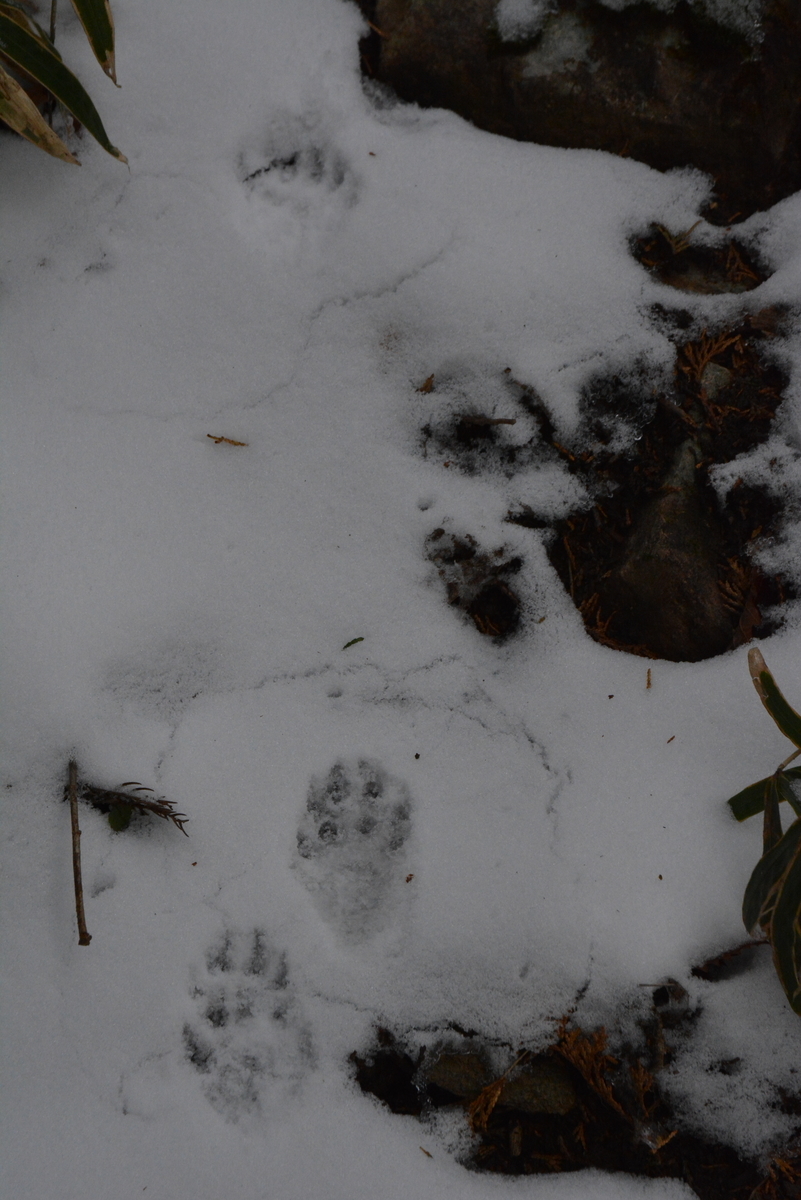 f:id:kurokoshusaru:20191209165908j:plain