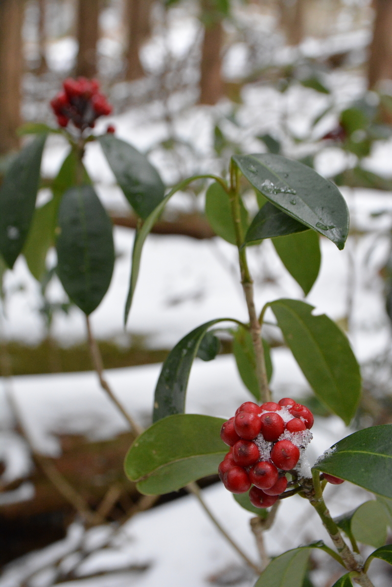 f:id:kurokoshusaru:20191209170108j:plain