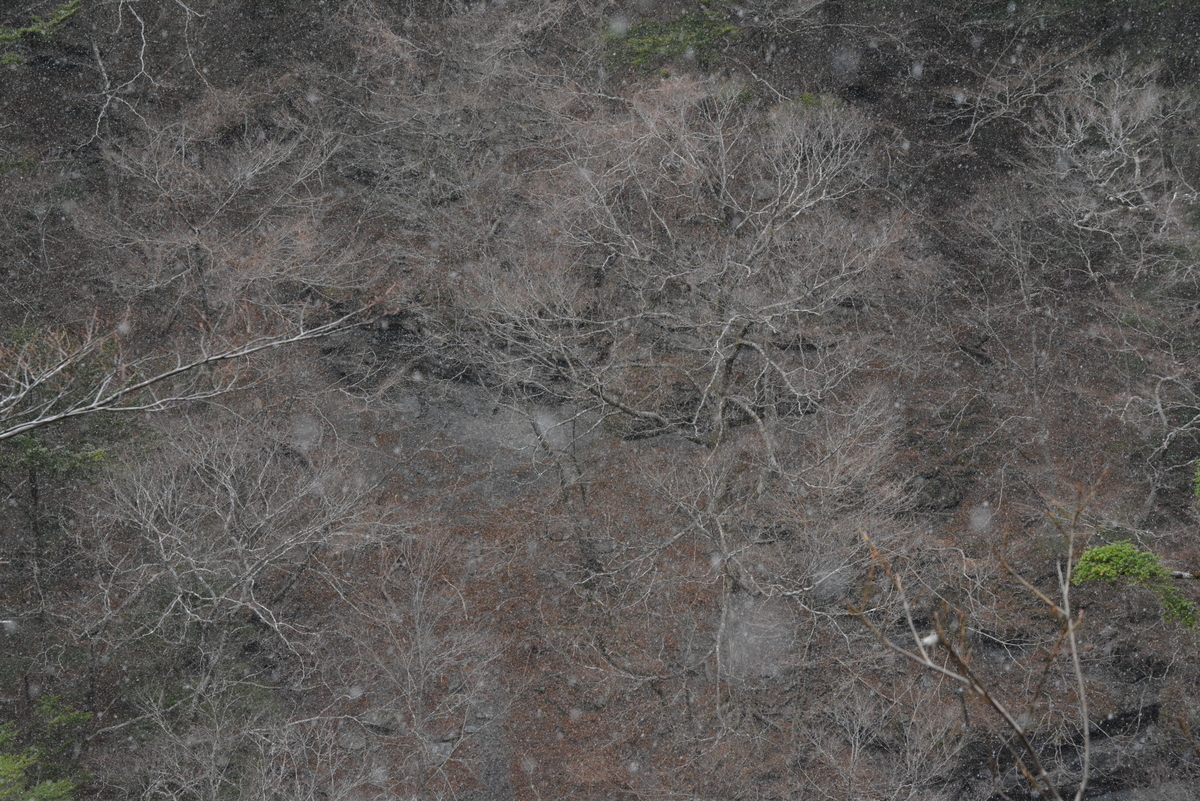 f:id:kurokoshusaru:20191224161715j:plain