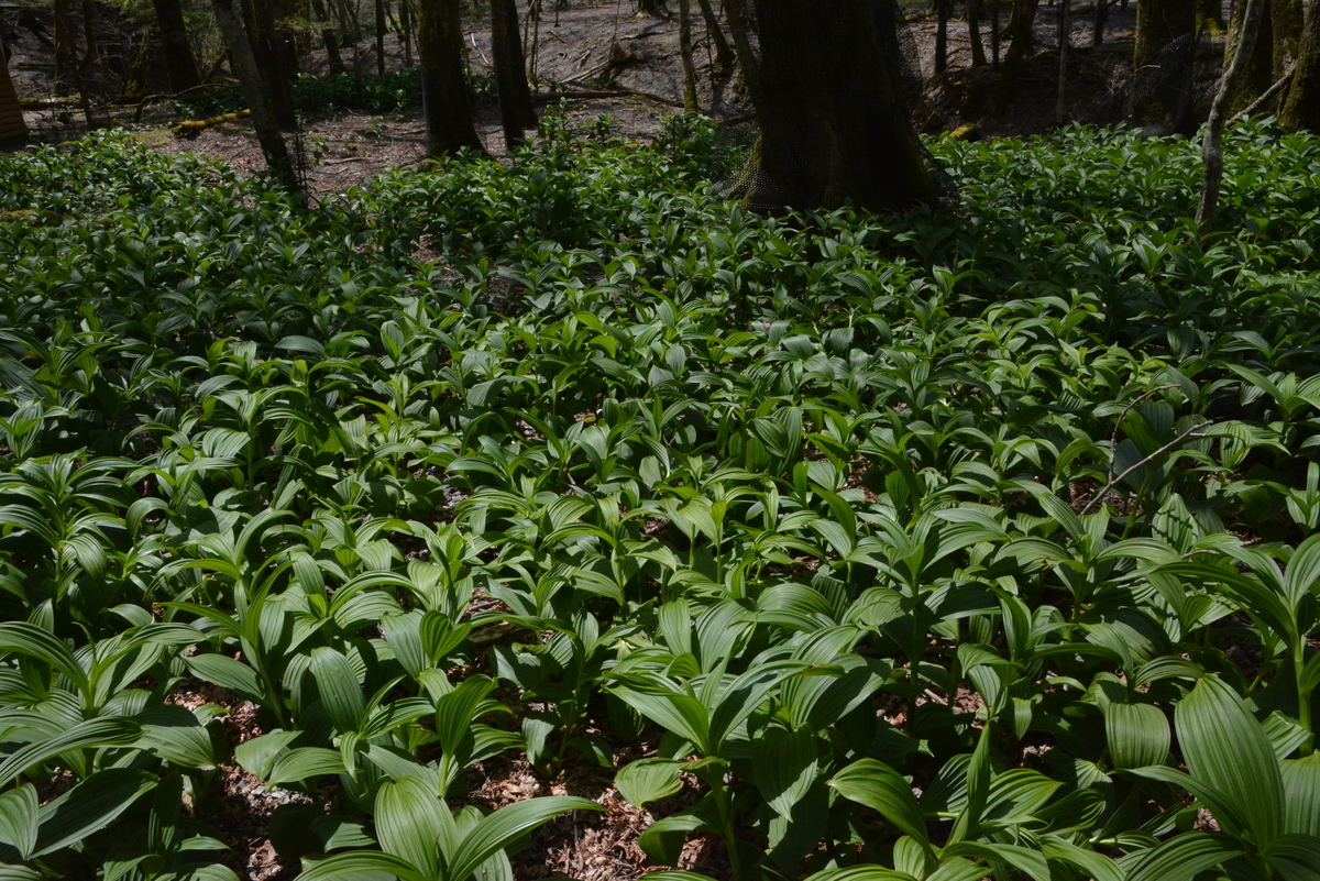 f:id:kurokoshusaru:20200509151408j:plain f:id:kurokoshusaru:20200509151408j:plain