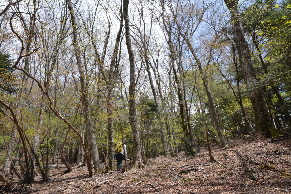 f:id:kurokoshusaru:20200509151525j:plain f:id:kurokoshusaru:20200509151525j:plain