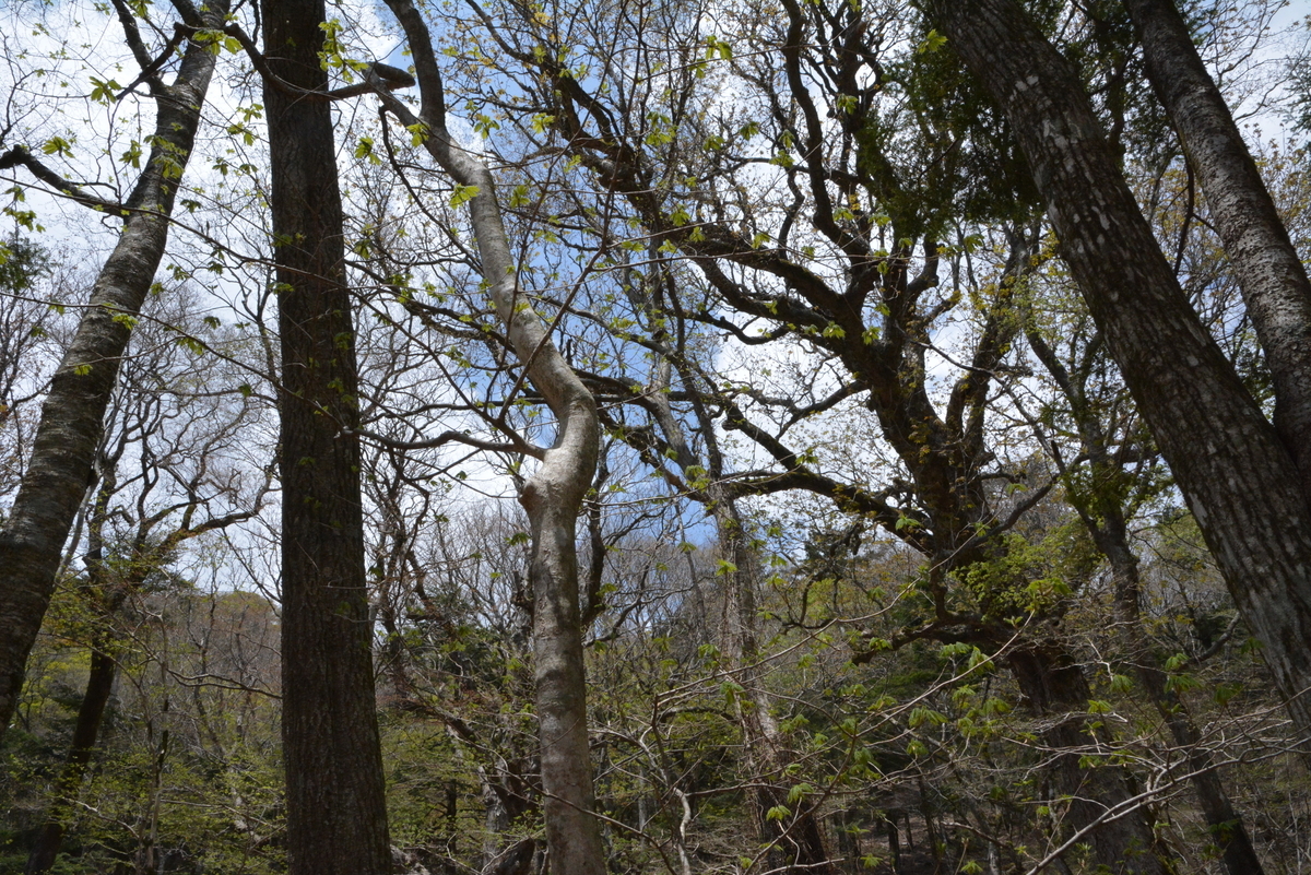 f:id:kurokoshusaru:20200509151623j:plain f:id:kurokoshusaru:20200509151623j:plain