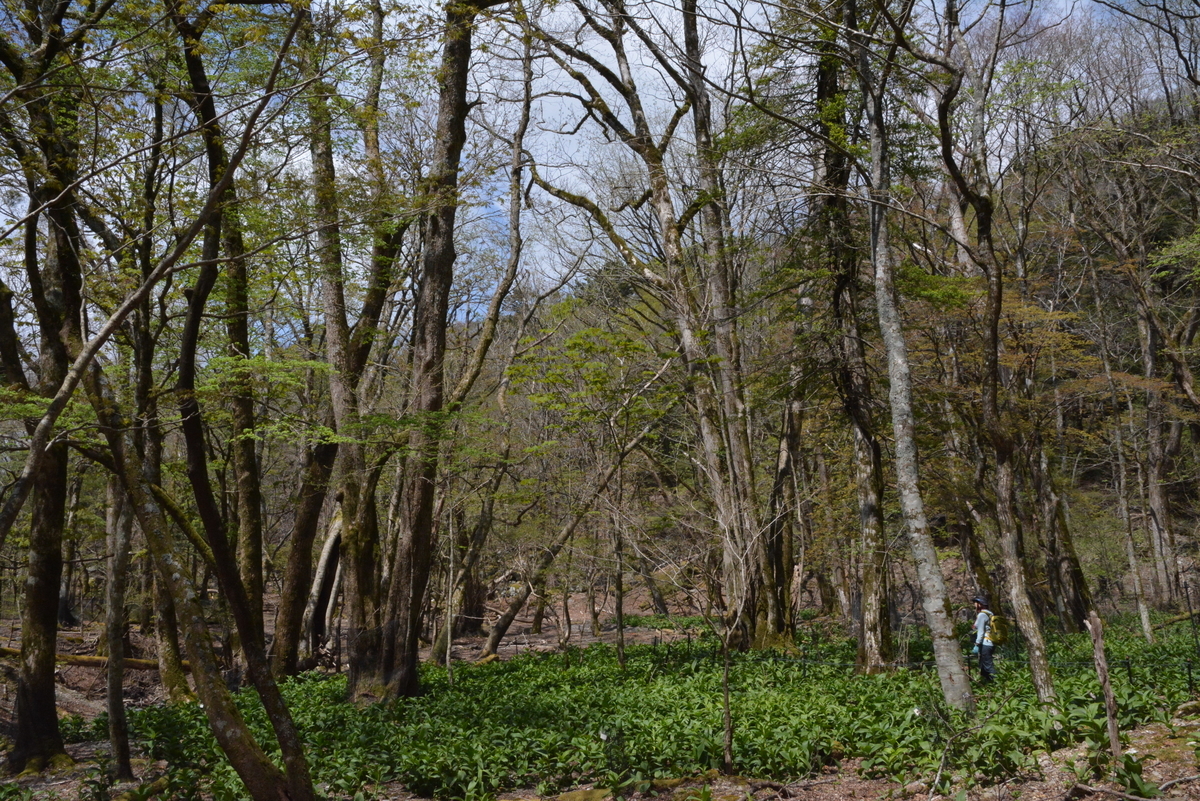 f:id:kurokoshusaru:20200516140255j:plain f:id:kurokoshusaru:20200516140255j:plain