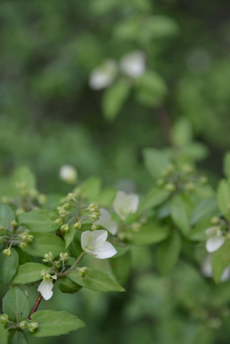 f:id:kurokoshusaru:20200531162803j:plain