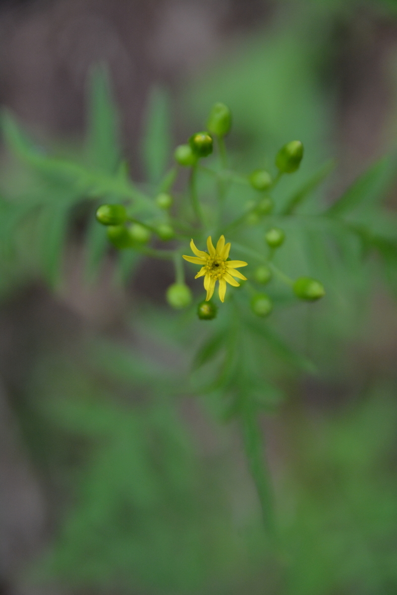 f:id:kurokoshusaru:20200531163453j:plain