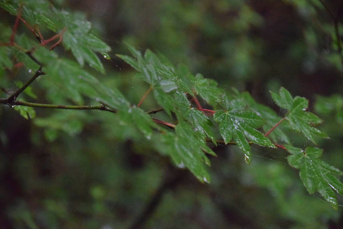 f:id:kurokoshusaru:20200618183431j:plain