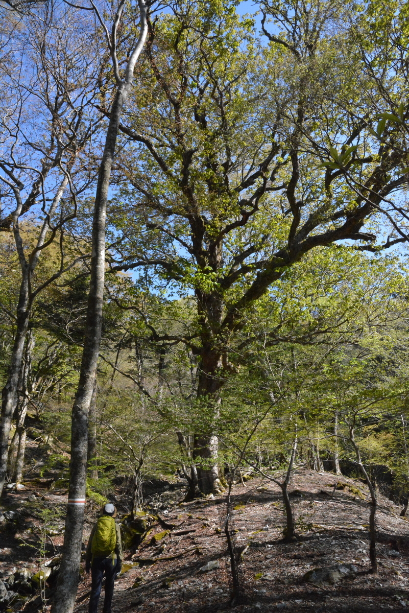 f:id:kurokoshusaru:20210505151800j:plain