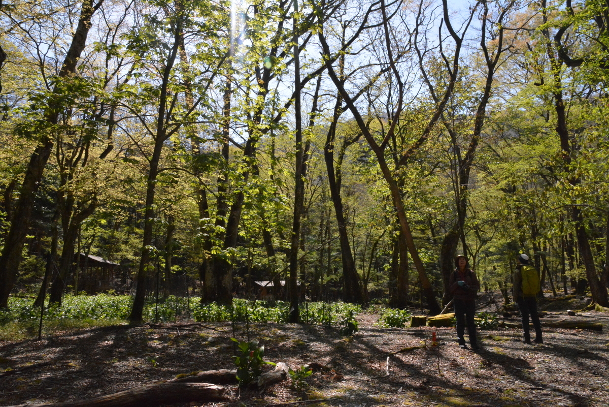 f:id:kurokoshusaru:20210505152033j:plain