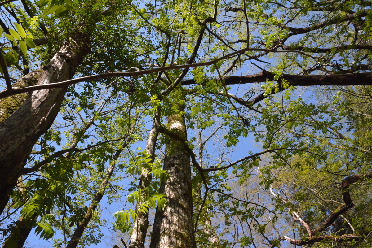 f:id:kurokoshusaru:20210505152119j:plain