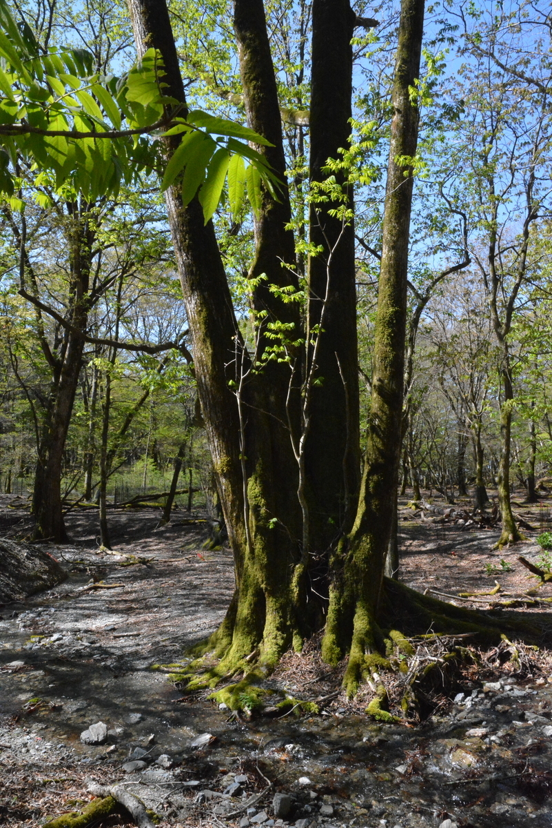 f:id:kurokoshusaru:20210505152207j:plain