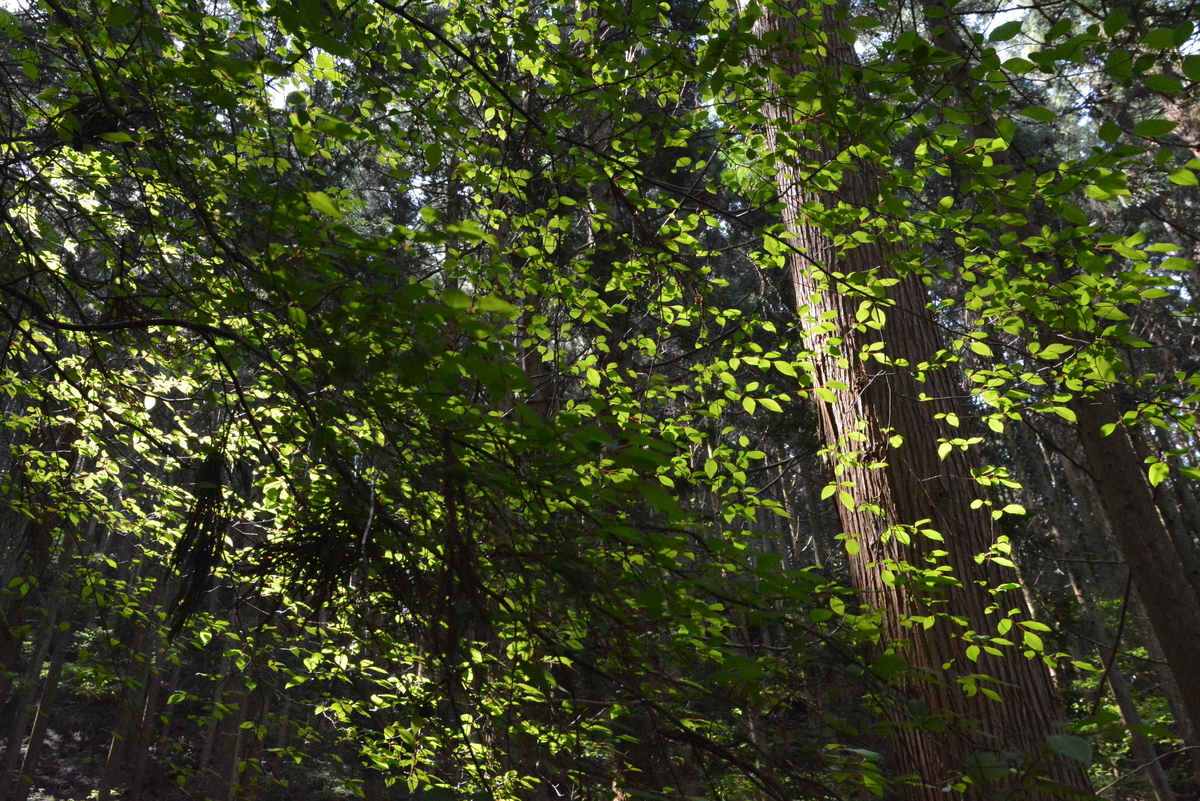 f:id:kurokoshusaru:20210510134129j:plain