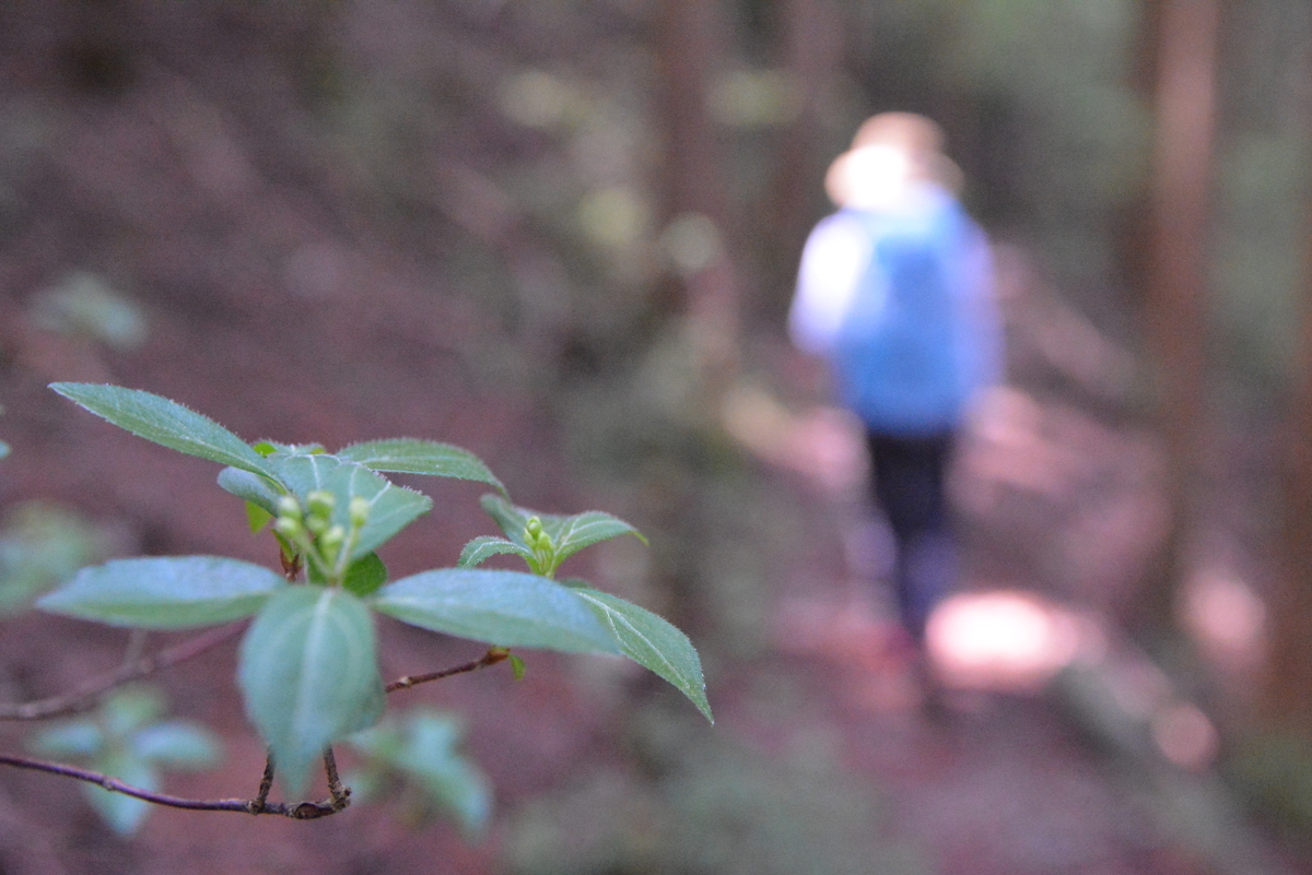 f:id:kurokoshusaru:20210510134302j:plain