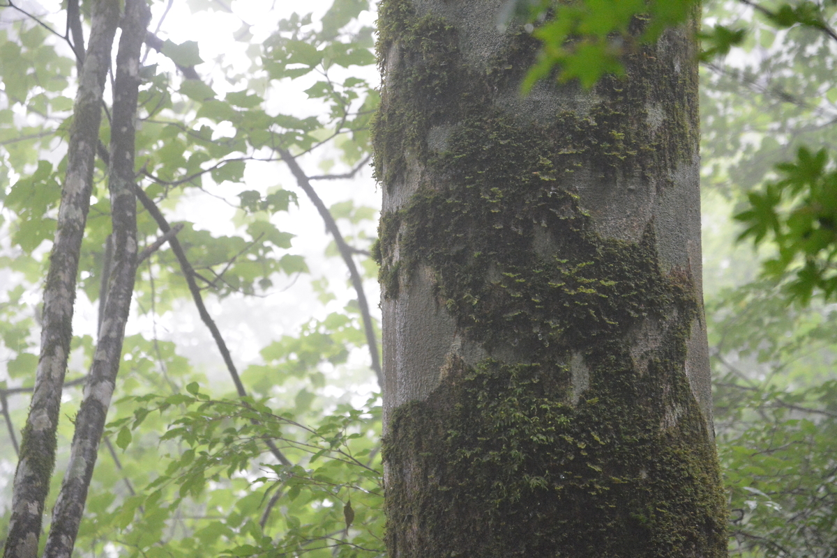 f:id:kurokoshusaru:20210613164400j:plain