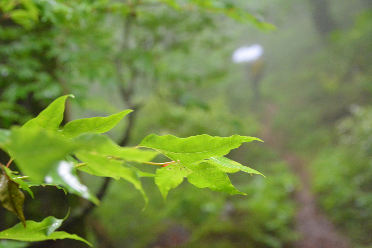 f:id:kurokoshusaru:20210613164538j:plain