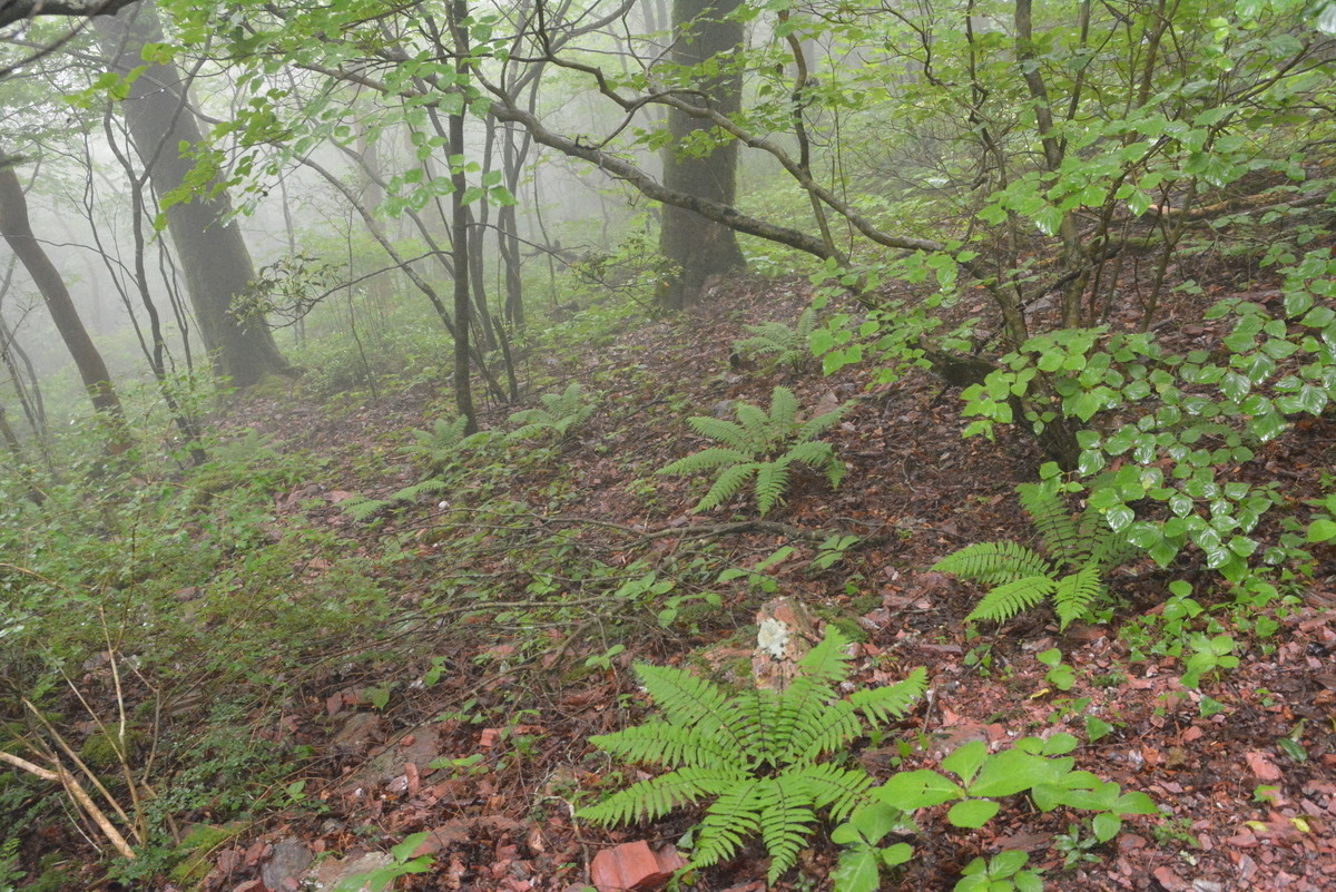 f:id:kurokoshusaru:20210613164645j:plain