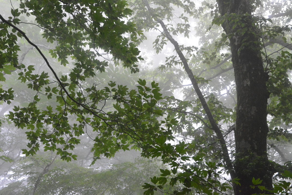 f:id:kurokoshusaru:20210613164812j:plain