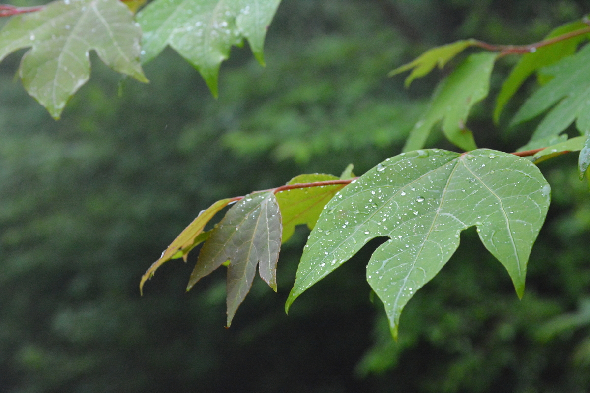 f:id:kurokoshusaru:20210619221959j:plain