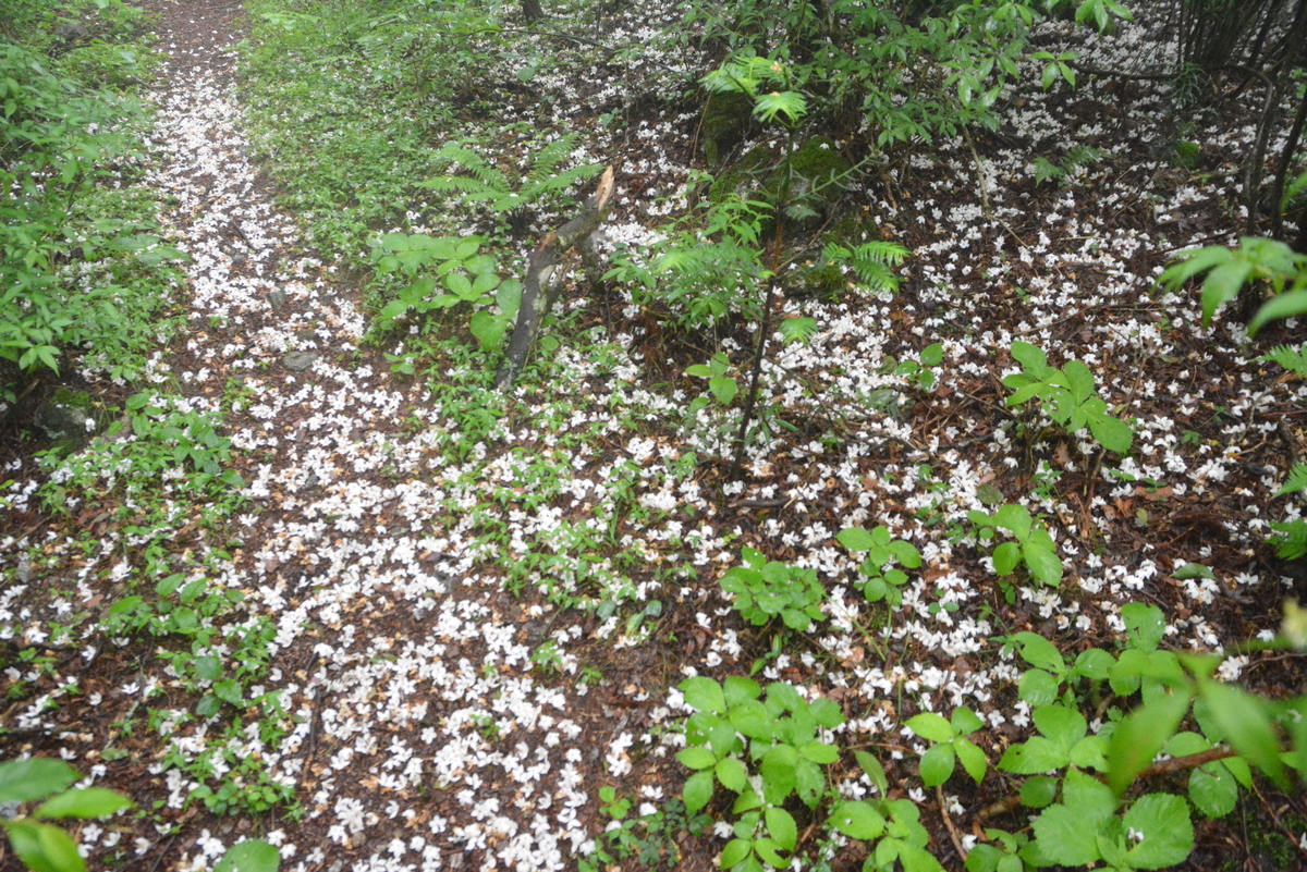 f:id:kurokoshusaru:20210619222200j:plain