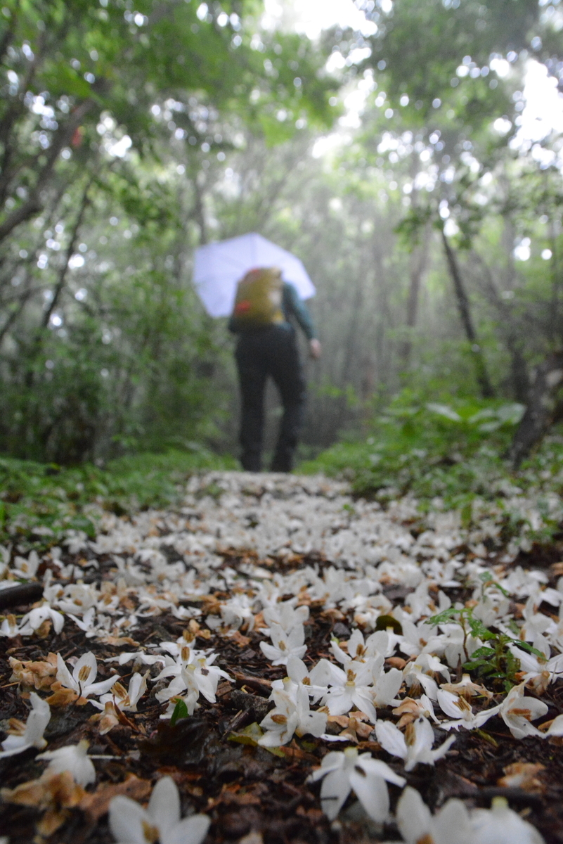 f:id:kurokoshusaru:20210619222241j:plain