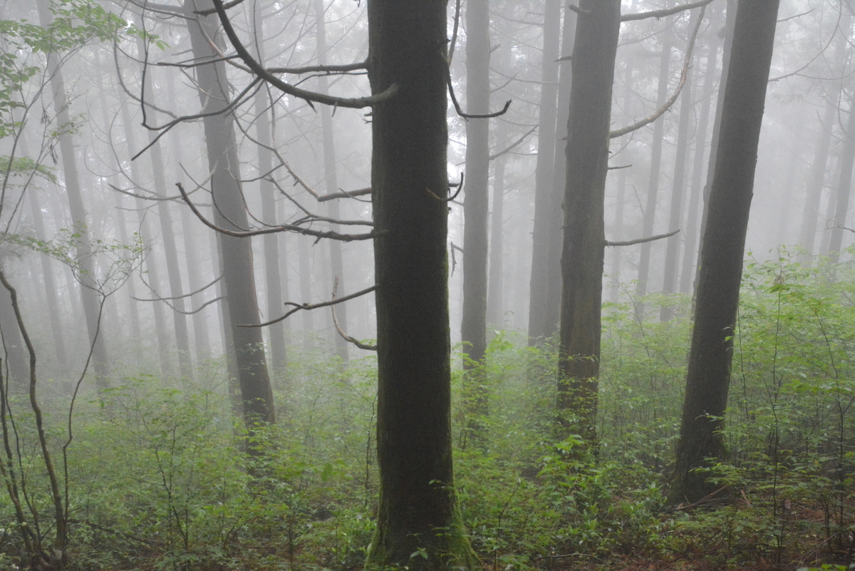 f:id:kurokoshusaru:20210619222615j:plain