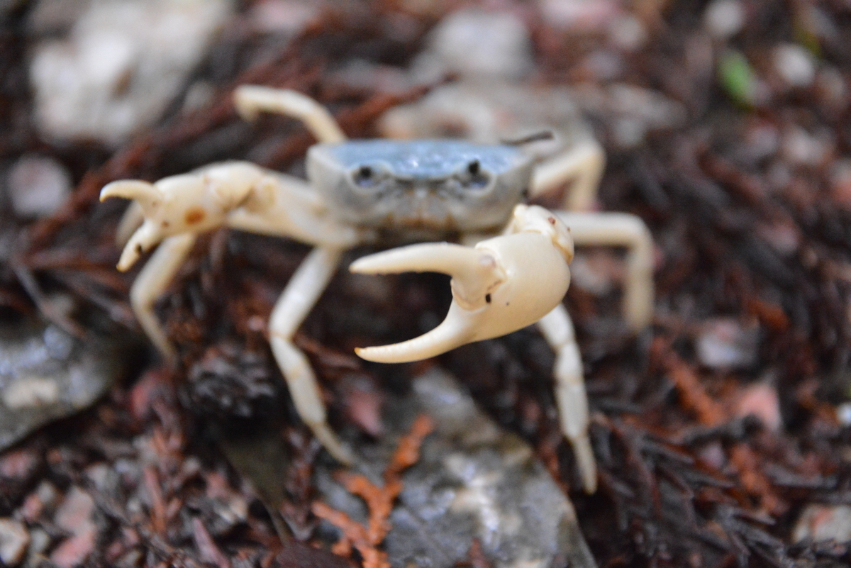 f:id:kurokoshusaru:20210619222833j:plain