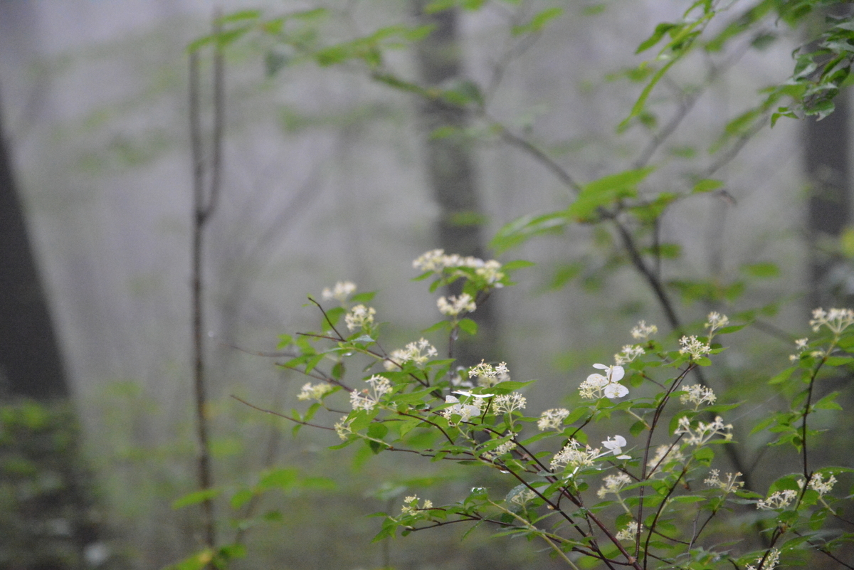 f:id:kurokoshusaru:20210619223145j:plain