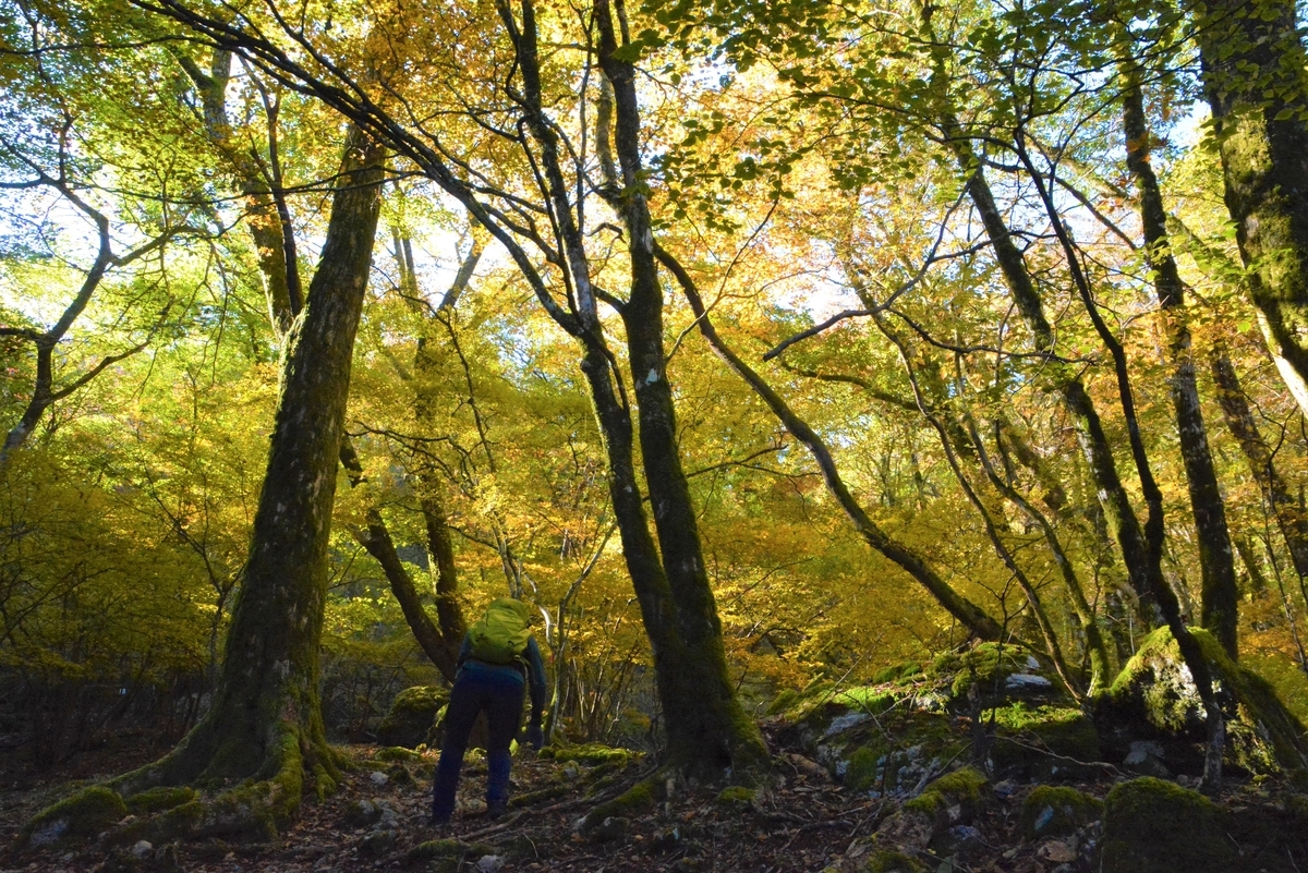 f:id:kurokoshusaru:20211107151612j:plain