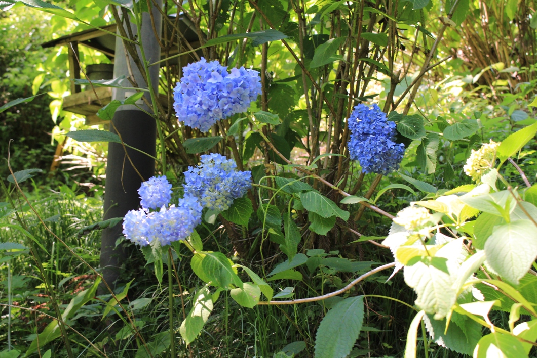 f:id:kurokuwa:20190924000006j:plain f:id:kurokuwa:20190924000006j:plain