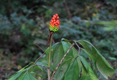 f:id:kurokuwa:20200621233832j:plain