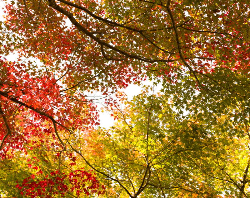 f:id:kuromakisuke:20121021235052j:image:w640