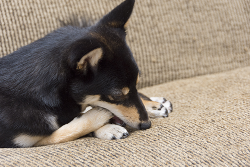 f:id:kuromamehana:20160919224253j:plain