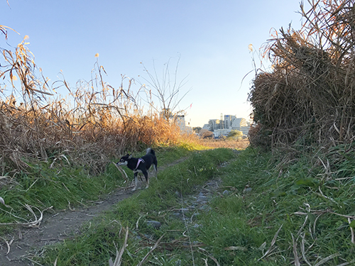 f:id:kuromamehana:20161210160558j:plain