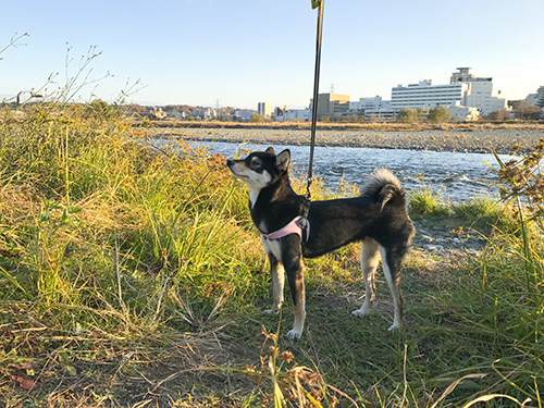 f:id:kuromamehana:20161210160620j:plain