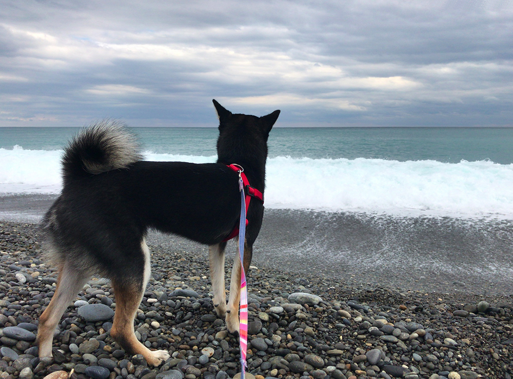 f:id:kuromamehana:20161230235239j:plain