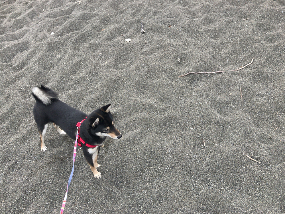 f:id:kuromamehana:20161230235303j:plain