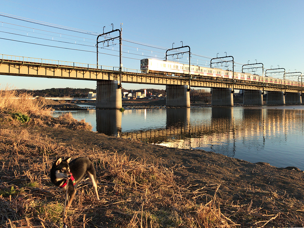 f:id:kuromamehana:20170125174524j:plain